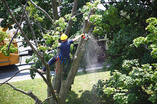 Tree and Shrub Care in Barboursville, WV